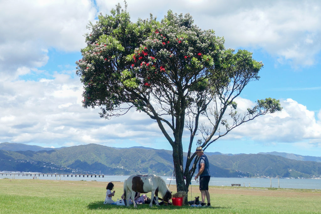 Family picnic with pony on the Petone Foreshore