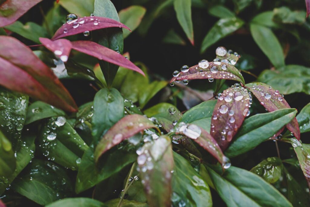 Raindrops resting on leaves, that represents slowness in modern life.